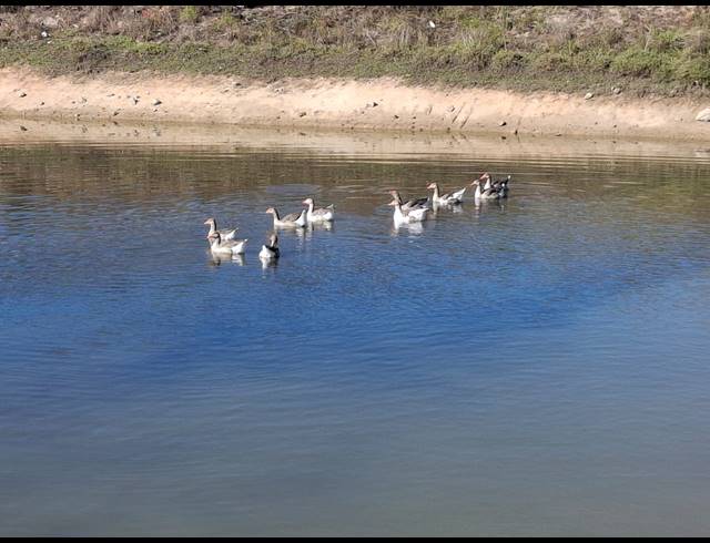 10HA FARM FOR SALE IN STELLENBOSCH FARMS